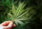 marijuana canábis Veterinária Atual