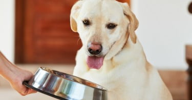 Rações para cães sem cereais podem estar relacionadas com doenças cardíacas