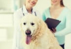 cão no veterinário Veterinária Atual