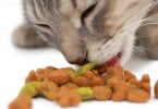 Mercado pet food avança à boleia da alimentação para gato