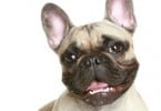 cães de raças braquicéfalas