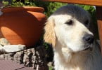 Congresso Internacional do Golden Retriever