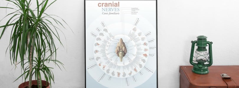 poster nervos cranianos Diogo Guerra Veterinária Atual