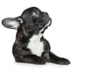 Serão os cães braquicéfalos mais suscetíveis à hipercoagulabilidade?