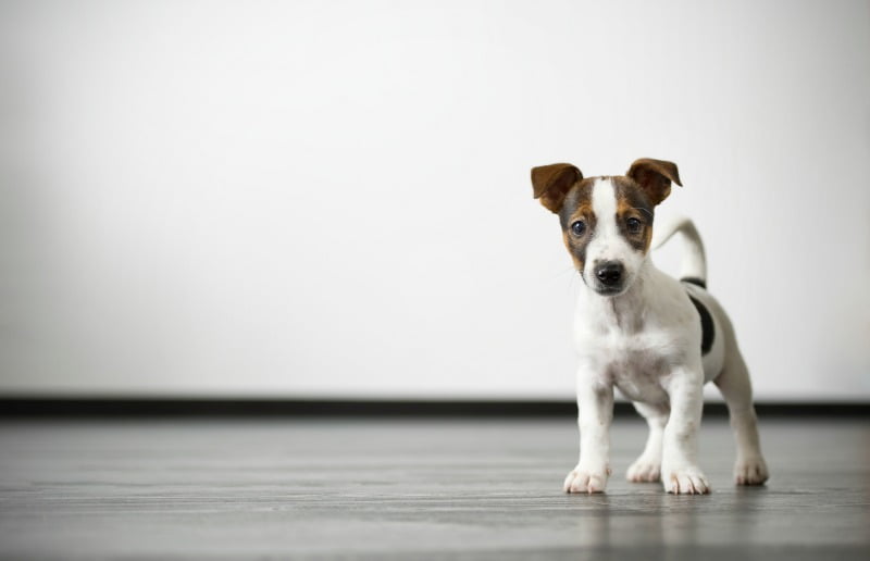 13,4% dos cães de raça morrem nos primeiros dois meses de vida