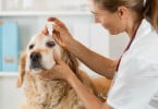 cão no veterinário Veterinária Atual