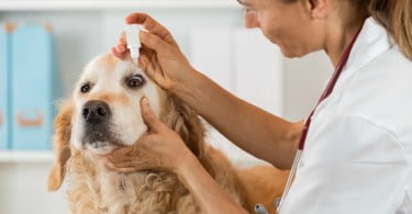 cão no veterinário Veterinária Atual