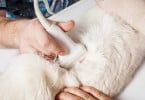 ecografia Veterinária Atual