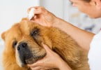 oftalmologia veterinária veterinária atual