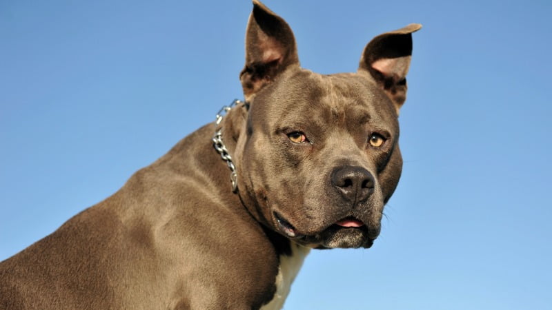 pitbull cães de raças perigosas Veterinária Atual