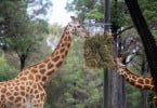 zoo girafas Veterinária Atual