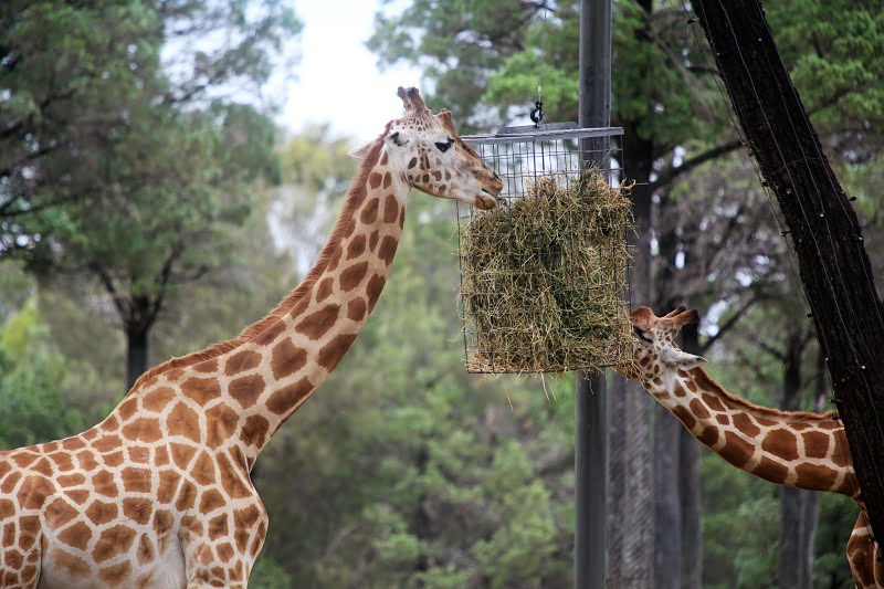zoo girafas Veterinária Atual