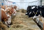 UE aprova Lactobacillus como aditivo em alimentos de ovinos e bovinos