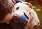 cães de assistência Veterinária Atual