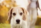 Portugueses tratam animais de estimação como filhos