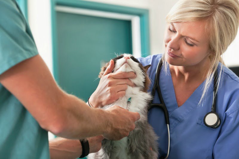 Vacinação em animais está em queda