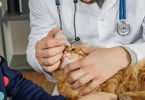 Veterinários da DGAV impossibilitados de acumular funções no privado