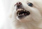 odontologia veterinária Veterinária Atual