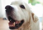80% dos novos de animais não está bem informado sobre as suas necessidades