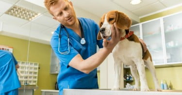 cão examinado por veterinário Veterinária Atual