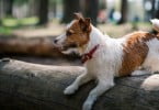 Já existe um festival só para cães