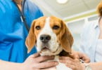 cão no veterinário Veterinária Atual