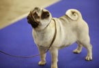 pug Veterinária Atual