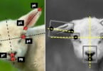 sistema inteligência artificial que mede dor em ovinos Veterinária Atual