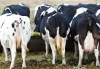 vacas a comer Veterinária Atual