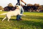 Lisboa vai ter 20 novos parques caninos