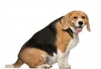 cão obeso Veterinária Atual