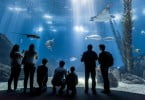 Oceanário de Lisboa eleito o melhor do mundo