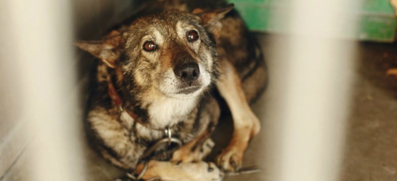 Número de animais abandonados cai no primeiro semestre do ano