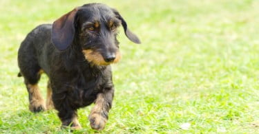 Investigação realizada com cães pode ajudar pacientes com forma rara de epilepsia