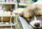 Ruído pode afetar qualidade da sedação dos cães