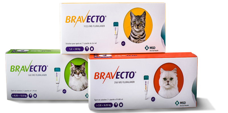 Bravecto Gato MSD Animal Health