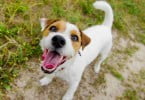 SEPNA vai inspecionar plataformas de venda de animais