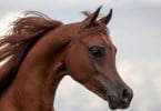 Cavalos que parecem desenhos-animados: nova polémica na reprodução animal