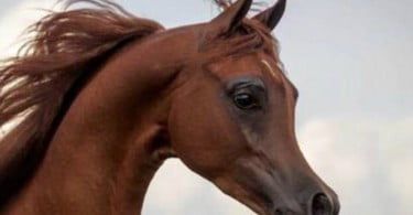 Cavalos que parecem desenhos-animados: nova polémica na reprodução animal