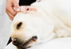 Cuidadores de animais com doenças terminais têm maior risco de sofrer de depressão