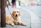 Pet Friday: animais também vão ter descontos no maior dia de promoções do ano