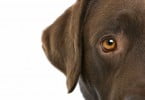 Cães não conseguem distinguir verde do vermelho