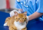 Corte de cauda e orelhas em animais de companhia oficialmente proibido em Espanha