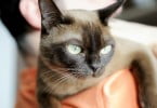 Síndrome de Noé: número de acumuladores de animais preocupa PAN