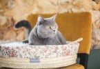 Veterinárias portuguesas criam marca de acessórios para pets