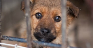 Lisboa: animais abandonados vão ter famílias de acolhimento