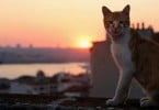 Documentário sobre ‘Gatos’ com antestreia solidária a 21 de janeiro
