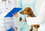 Número de veterinários em Portugal continua a aumentar