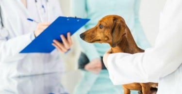 Número de veterinários em Portugal continua a aumentar