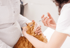 Veterinários da região Oeste já têm viaturas de serviço